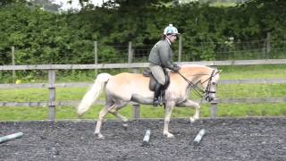 Discover the versatility of the Haflinger  HorseandRider [upl. by Aikrahs257]