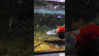 arapaima attack 😱😩 ytshorts arapaimafish youtubeshorts cant escape big data arapaima [upl. by Kinch]