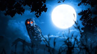 Owl sounds with 10 hours of various owls hooting at night [upl. by Etnor]