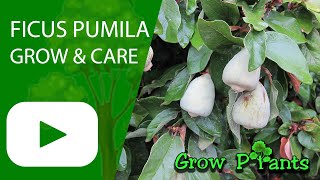 Ficus pumila – grow amp care Creeping fig or Climbing fig [upl. by Jacinda]