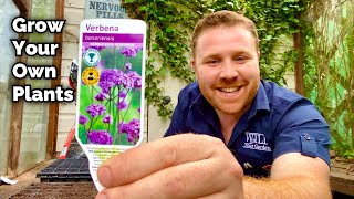 How To Grow Your Own Plants From SEED  Verbena Bonariensis [upl. by Abe]