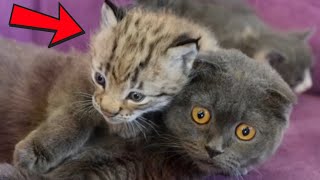 Tiny Lynx Rescued from Zoo Grows Up with a Cat – Now They Become Inseparable [upl. by Keyser]