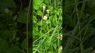 Tridax procumbens Family Asteraceae [upl. by Lleznol]