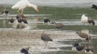 Pluvier fauve  Pacific Golden Plover Pluvialis fulva [upl. by Zoldi]