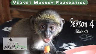 Baby orphan samango monkey surprise SAAV gets new orphaned baby monkeys [upl. by Appleton900]