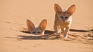 Worlds Smallest Wild Dog  Dogs in the Wild Meet The Family  BBC Earth [upl. by Gelasius691]