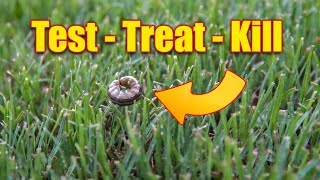 Lawn Armyworms How to Test Treat and Kill Them [upl. by Ineslta]