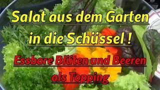 Salat aus dem Garten auf den Tisch  Essbare Blüten Beeren Rote Beete [upl. by Eizzik]