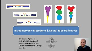 Intraembryonic Mesoderm and Neural Tube [upl. by Aleekat]