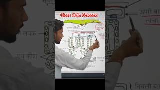 structure of leaf class 10 lifeprocessesclass10science trending shorts reels vikasdivyakirtisir [upl. by Annej415]