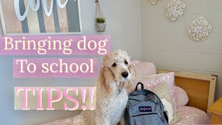 Bringing service dog to school  TIPS [upl. by Chrysler]