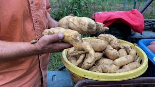 Sweet Potato Harvest We Didnt Keep Track [upl. by Llejk651]