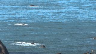 Brookings Oregon Whale Watching at Cape Ferrelo [upl. by England]