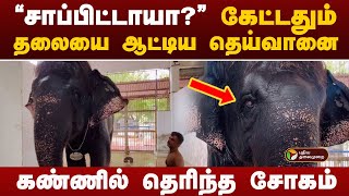 சாப்பிட்டாயா கேட்டதும் தலையை ஆட்டிய தெய்வானை கலங்க வைக்கும் காட்சிகள்  deivanaielephant [upl. by Dauf]