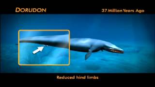 Evolution of Whales Animation [upl. by Aniteb]