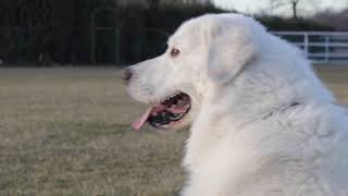 Caratteristiche Cane Pastore Maremmano Abruzzese [upl. by Ilera711]