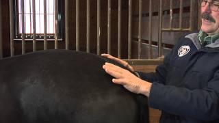 Hind End Release Points With Jim Masterson [upl. by Adias]