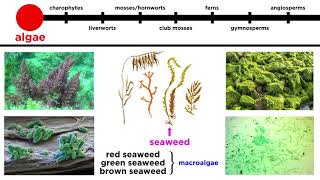 Overview of Plant Classification Vascular and Nonvascular Plants [upl. by Amme]