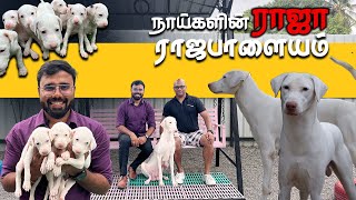 Rajapalayam Dogs for sale ராஜபாளையம் Coimbatore Best Kennel  Puppies for sale  Dogs Nation [upl. by Joye261]