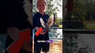 The largest moth in North America  Cecropia moth wildlife animals nature [upl. by Ennaj]