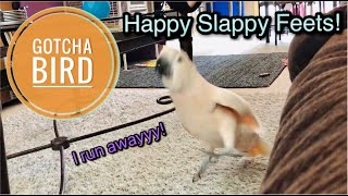 Happy Slappy Feets  Compilation pt 1 [upl. by Imoin]