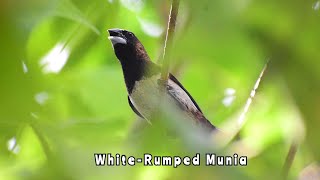 WhiteRumped Munia Birds Chirping  Nature relaxing sound  birds sound Bird watching [upl. by Erej]