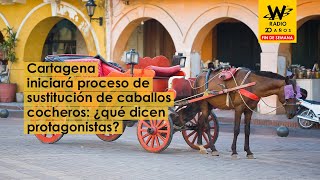 Cartagena iniciará proceso de sustitución de caballos cocheros ¿qué dicen protagonistas [upl. by Acilef959]