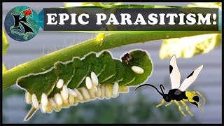 Caterpillar Parasitism amp Parasitoid Wasps  Tobacco amp Tomato Hornworm  Koaw Nature [upl. by Island589]