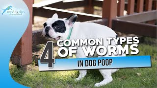 4 Common Types of Worms in Dog Poop [upl. by Heti823]