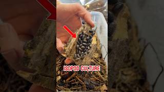 Isopod DIY Home 🐜🌿 isopods [upl. by Newkirk]