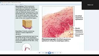 Marieb Human Anatomy amp Physiology Chapter 4 Tissues [upl. by Niuq]