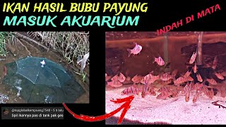 indah di mataspil ikan hasil bubu payung dan ahirnya masuk akuarium ternyata cantik banget ikannya [upl. by Blanchard]