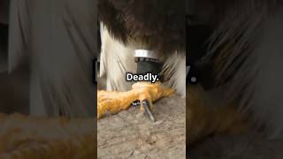 Ostrich Kicks Deadlier Than You Think 🦵💥 animalfacts [upl. by Adnarrim]