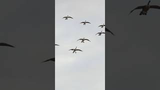 The X cornfield goosehunting geese waterfowl [upl. by Verner888]