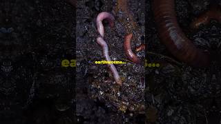 How do Earth worms breathe underground [upl. by Gadmann]