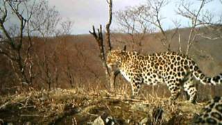 Amur leopards caught on camera trap [upl. by Sadye479]