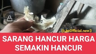 sarang hancur harga semakin hancur walet walet youtube birds burungwalet video youtube [upl. by Leis]