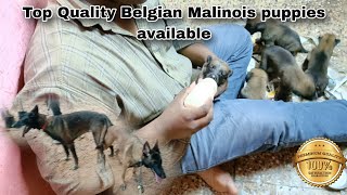 Belgian Malinois puppies available for sale belgianmalinois dogsales [upl. by Nottarts]