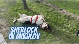 Basset day out in Mikulov  Sherlock the Basset [upl. by Oiramd]