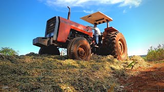 SILAGEM DE SORGO E MILHO  ÚLTIMA ÁREA DO ANO [upl. by Milone500]