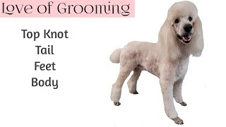 Standard Poodle Grooming including the Top Knot and Tail [upl. by Gilson]