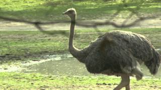 Struisvogel Safaripark Beekse Bergen [upl. by Sirron]