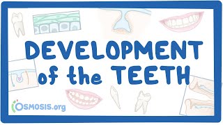 Development of the Teeth [upl. by Nahraf309]