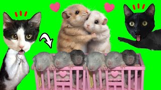 HAMSTER 24 HORAS EMBARAZADA tiene BEBES en casa de gatos Luna y Estrella  Videos de animales [upl. by Atekihs]