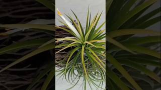 Air Plant Tillandsia Ionantha [upl. by Mode217]