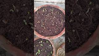 Easy germination of adenium seeds [upl. by Nodnarb]