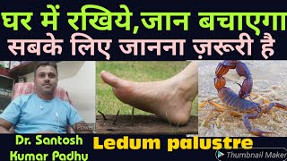 Ledum palustre  Top Homeopathic medicine for Rheumatism and Injury [upl. by Deer]