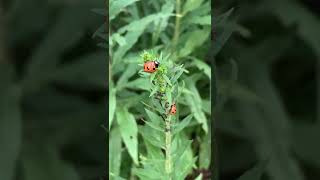 Nine Spotted Ladybugs on the Move [upl. by Eatnahs]