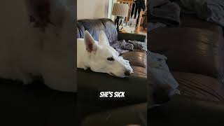 When your dog has Anaplasmosis youtubeshorts youtube germanshepherd [upl. by Jacy]