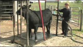 Fitting and Showing Angus Cattle Part 1 [upl. by Gan]